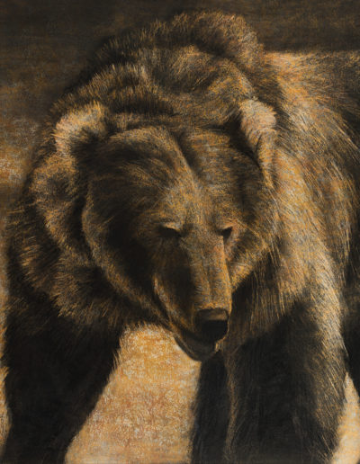 Susan Cook "Tim's Bear" charcoal on paper, 18x21