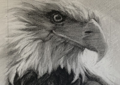 Susan Cook Bald Eagle charcoal on paper 6x6