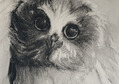 Susan Cook Elf Owl charcoal on paper 6x6