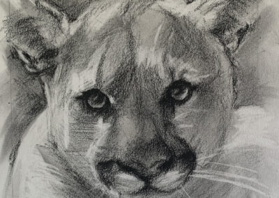 Susan Cook Mountain Lion charcoal on paper 6x6