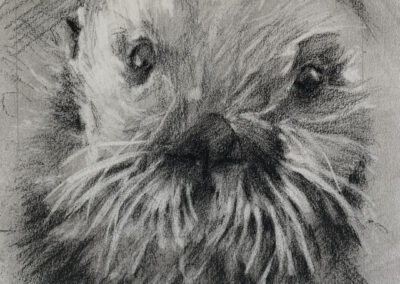 Susan Cook Sea Otter charcoal on paper 6x6
