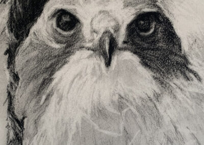 Susan Cook Swainson's Hawk charcoal on paper 6x6